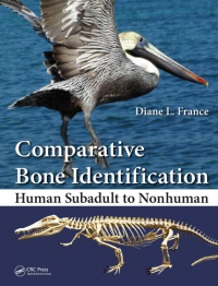 France - Comparative Bone Identification: Human Subadult to Nonhuman