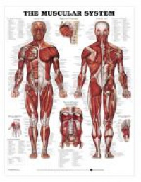 Papier - 8946 The Muscular System 