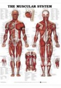 8946 The Muscular System 